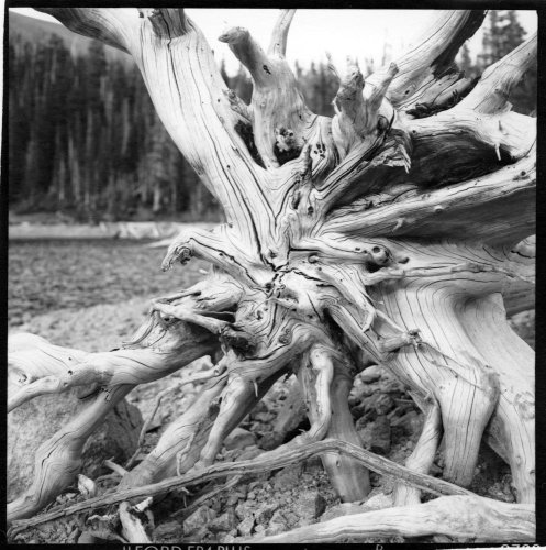 Dead-Tree-Mamiya-6.jpg