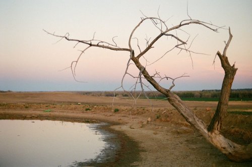 Dead-Tree-and-Pond-63rd-1600.jpg