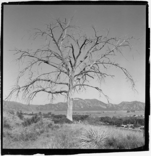 Dead-Tree-for-Sam.jpg