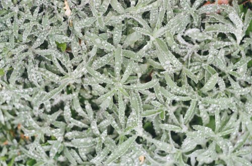 IMG_2894.JPG