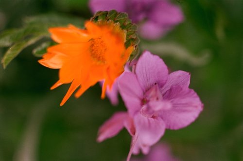 IMG_7335.jpeg