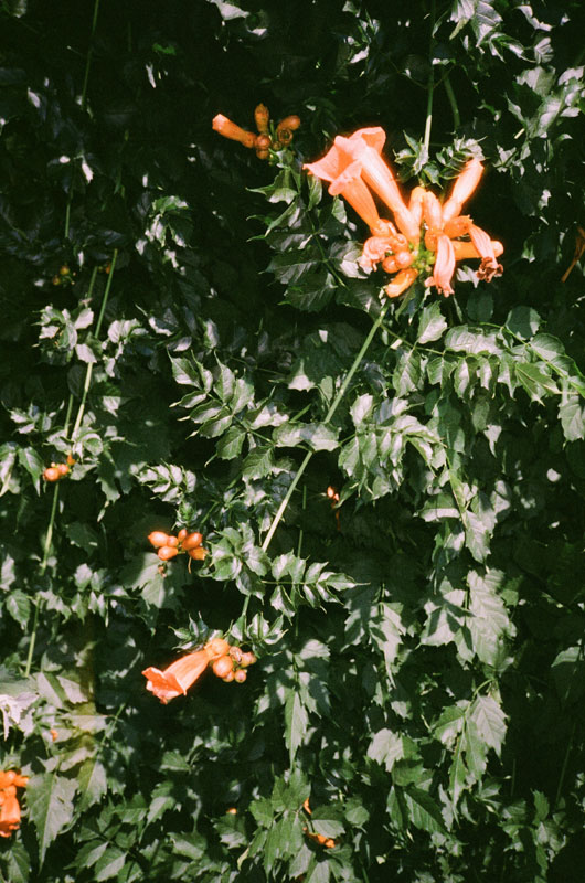 yashica_t4_super_harman_phoenix_200_ii_1772248107_2.jpg